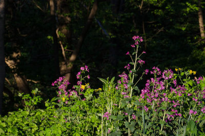 Linear Park-N. Washington St.-3720.jpg