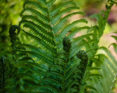 Linear Park-N. Washington St.-3737.jpg