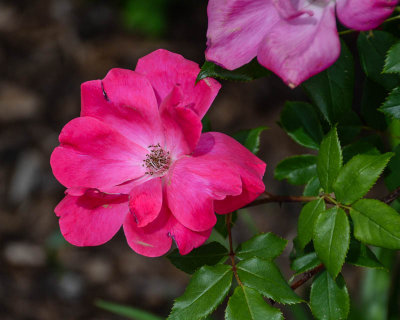 Beauty is all around us.