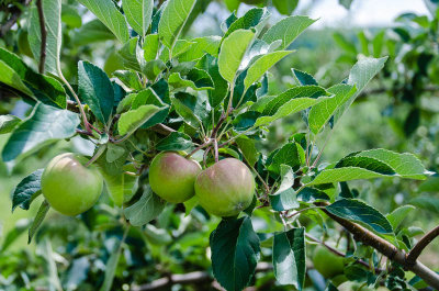 Apple Country