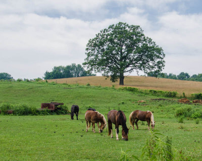 Local Horse Farm