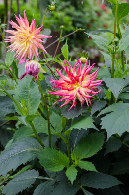 Dutch Flowers