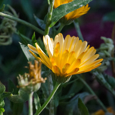 Dutch Flowers