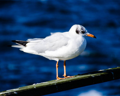 Ijmuiden-11
