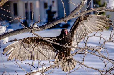 Turkey Vulture - Seen on Thanksgiving!