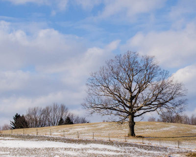 Lone Tree in Winter