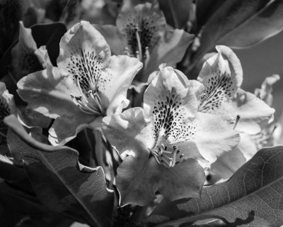 Rhododendron Blossoms