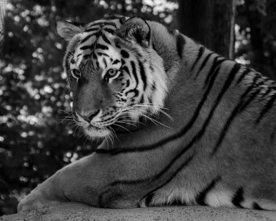 Amur Tiger aka Siberian Tiger