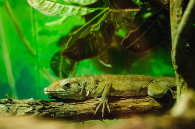 Syracuse Zoo-2.jpg