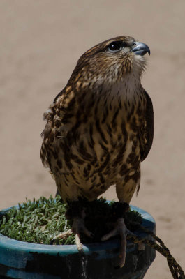 syracuse_zoo