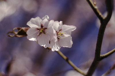 Spring Blossoms