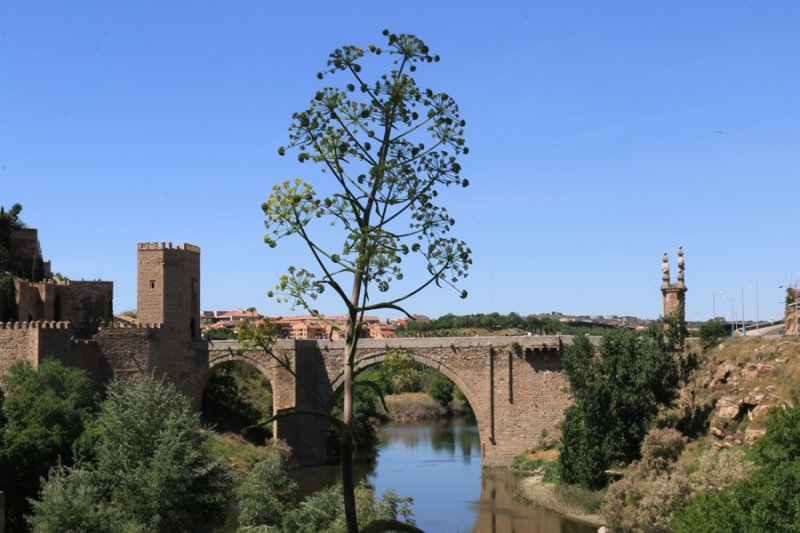 Puente de Alcntara