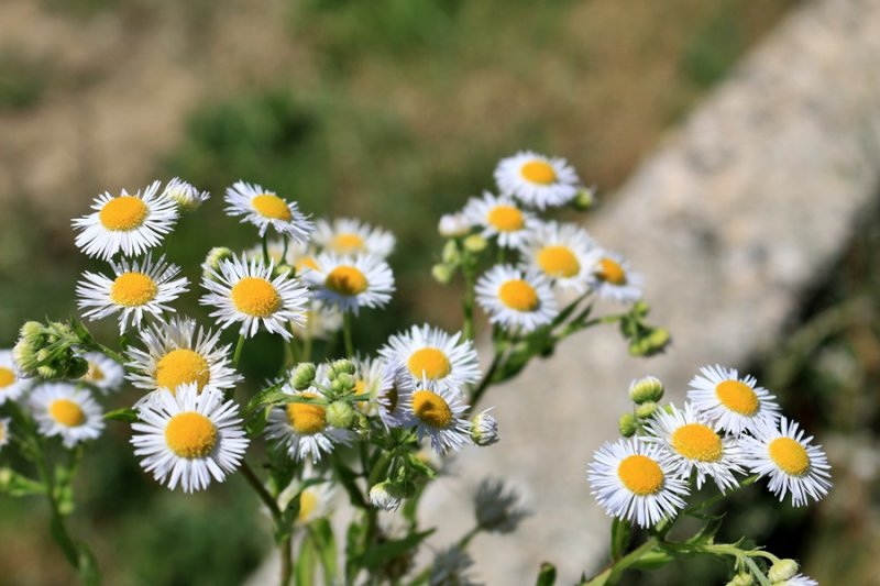 Flowers in Ligerz