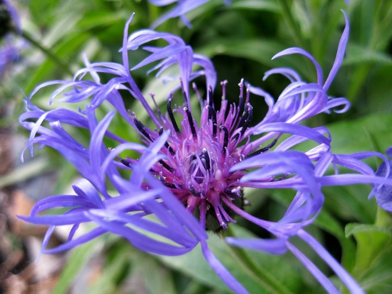 Flowers in Engelberg