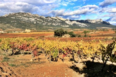 Vineyards in Samaniego