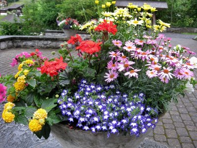 A garden in Lauterbrunnen