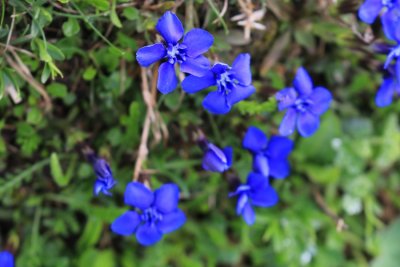 Wildflowers in Wengen