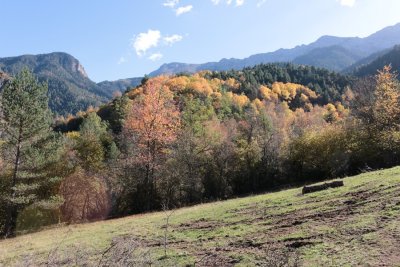 Tardor al Parc