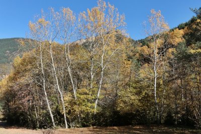 Tardor al Parc