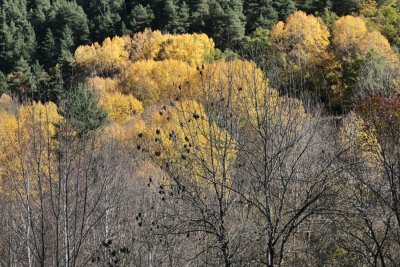 Tardor al Parc