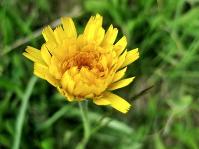 Wild Flowers in The Engadin