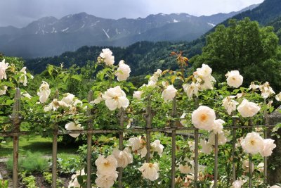 A Garden in Poschiavo