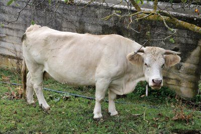 Ganadera en Cantabria