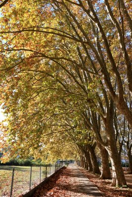 Banyoles. Tardor a LEstany