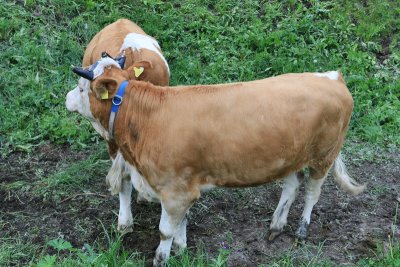 Cows in Zermatt