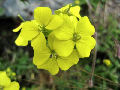 Flowers in Zermatt