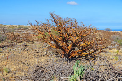 Wiliwili05.jpg