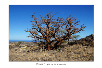 Wiliwili: Erythrina sandwicensis