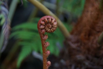 Red Fern00.jpg