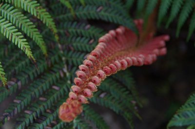 Red Fern01.jpg