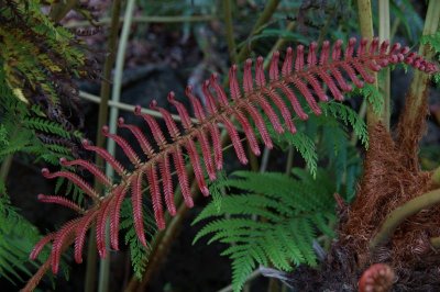 Red Fern02.jpg