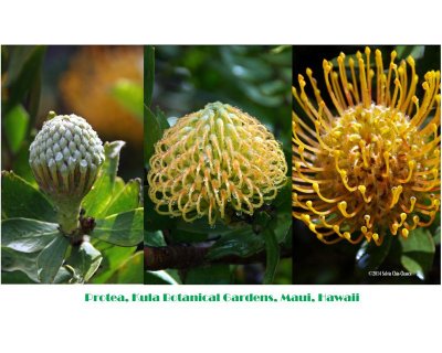 Protea development