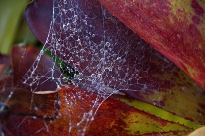 Bromeliad and spider web