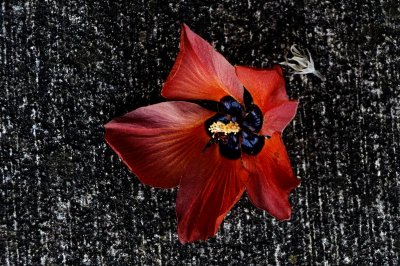 Hawaiian Milo Flower (Thespesia populnea)