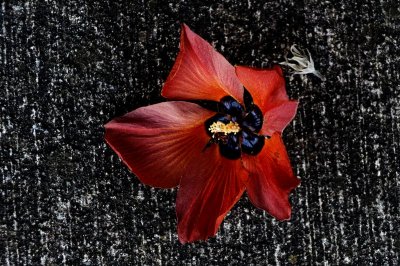 Hawaii: Red and Pink