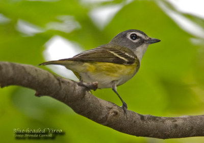 BlueHeadedVireo_2266_5x3ID.jpg