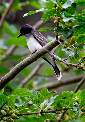 EasternKingBird_3970-3.5x5ID.jpg