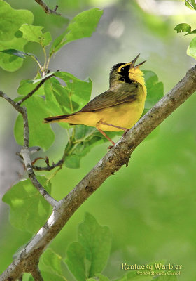 KentuckyWarbler_0454.jpg