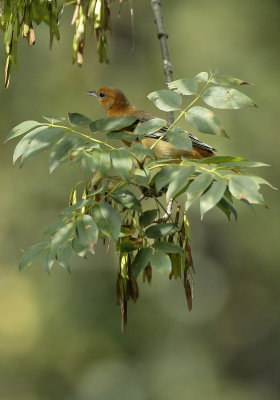 Fall - Baltimore Oriole, Female.jpg