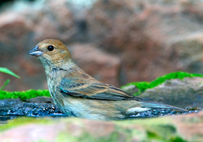 Female-Indigo-4x6_0462.jpg