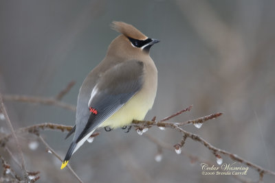 Waxwing936_4x6.jpg