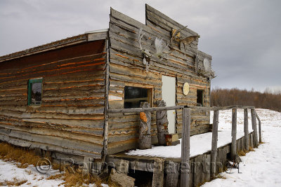 Wood cabin with moose antlers at Coldfoot Alaska on the Dalton Highway in the Fall