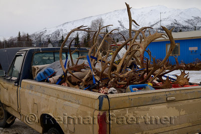 Muddy pickup truck of hunters in Coldfoot Alaska with heads and antlers of Caribou