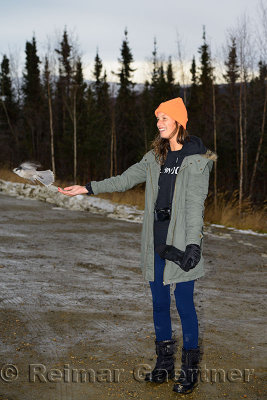 Female tourist hand feeding a gray jay at the stop for the Arctic Circle sign on the Dalton Highway in Alaska