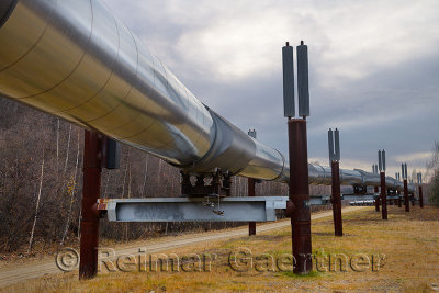 Alyeska elevated Trans Alaska Oil Pipeline system with passive refrigeration columns near Fairbanks