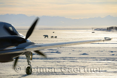 Taxiing airplane on Barter Island LRRS airport Kaktovik Alaska with polar bear sows and cubs and mountains